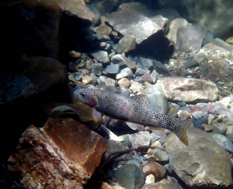 Native Westslope Cutthroat Trout